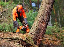 How Our Tree Care Process Works  in  Winnfield, LA